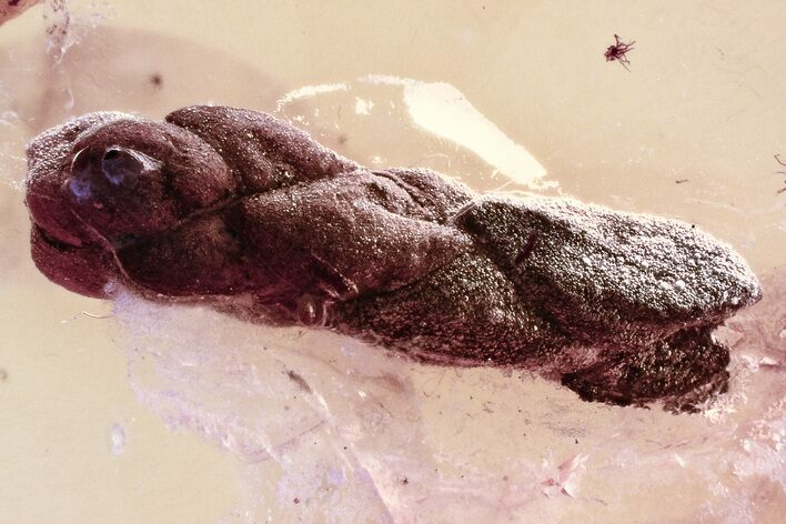 Detailed Fossil Thuja Twig (Cypress) In Baltic Amber #325448